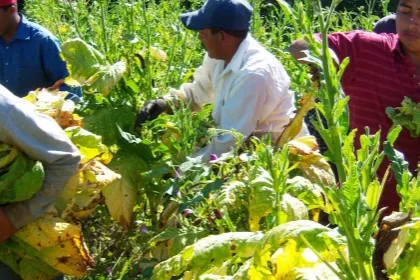 tobacco-farm-workers.jpg