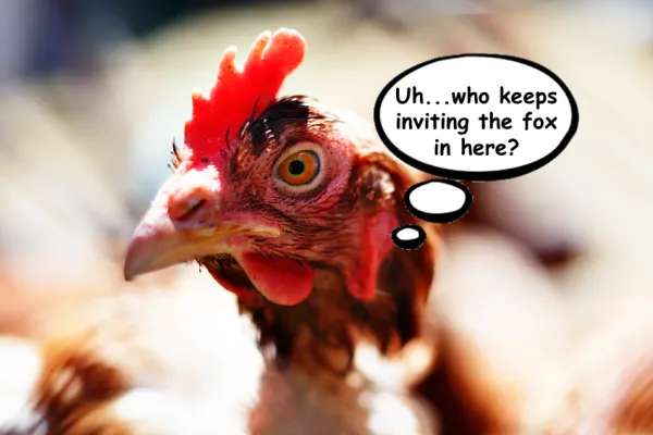 chicken-fox.png